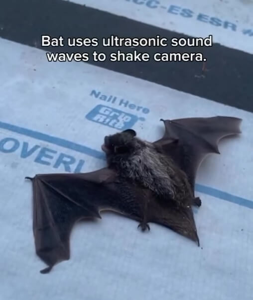Discovering a Biological Marvel: Bats and Their Echolocation Ability